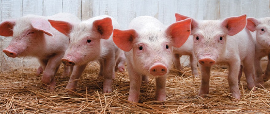 [Бизнес Идея] Разведение свиней_0.jpg